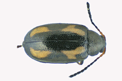 Leaf beetle - Phyllotreta striolata m20 