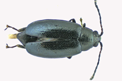 Leaf beetle - Subfamily Galerucinae, Phyllotreta sp1 - 1 m20