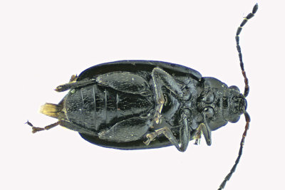 Leaf beetle - Subfamily Galerucinae, Phyllotreta sp1 - 2 m20