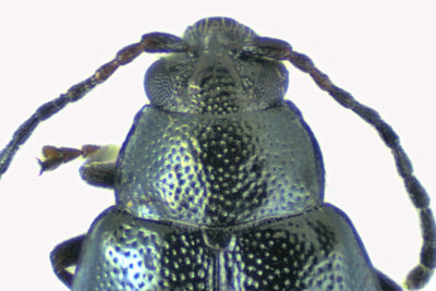 Leaf beetle - Subfamily Galerucinae, Phyllotreta sp1 - 3 m20 