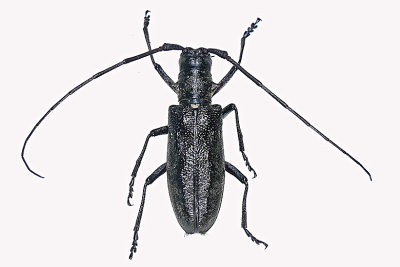 Longhorned Beetle - Monochamus scutellatus m20