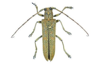 Longhorned Beetle - Saperda calcarata m20 