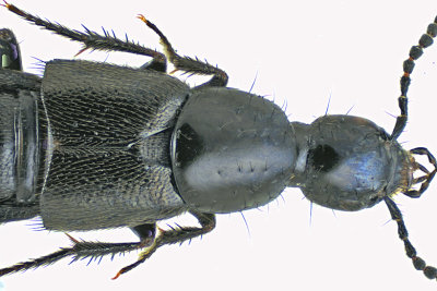 Rove Beetle - Philonthus sp3 m20