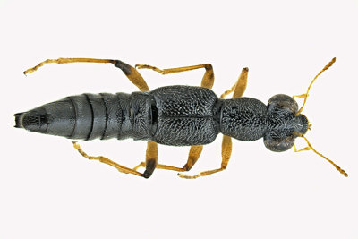 Rove Beetle - Stenus flavicornis m20  
