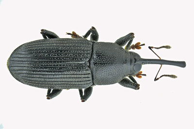 Weevil beetle - Dirabius rectirostris m20 1