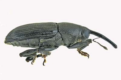 Weevil beetle - Dirabius rectirostris m20 2