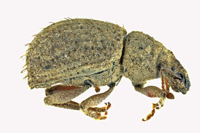 Weevil Beetle - Phyxelis rigidus m20 1