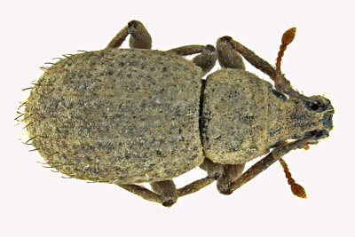 Weevil Beetle - Phyxelis rigidus m20 2
