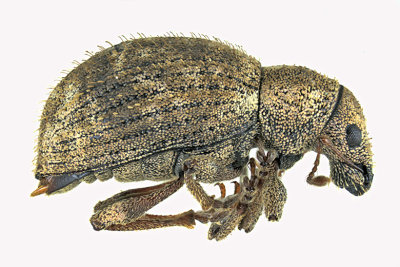 Weevil Beetle - Sciaphilus asperatus m20 1