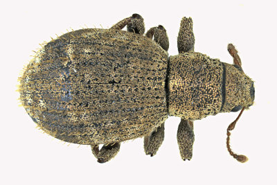 Weevil Beetle - Sciaphilus asperatus m20 2