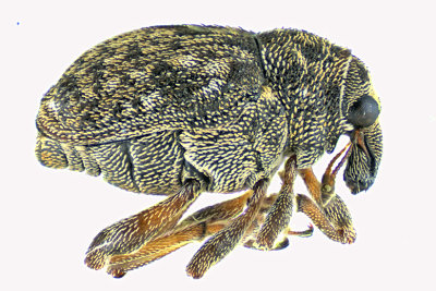 Weevil Beetle - Ceutorhynchinae - Tribe Phytobiini m20 1