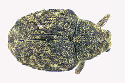 Weevil Beetle - Ceutorhynchinae - Tribe Phytobiini m20 2