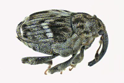 Weevil Beetle - Microplontus campestris m20 1