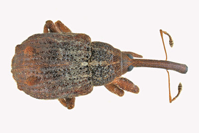 Weevil beetle - Anthonomus quadrigibbus m20 1a