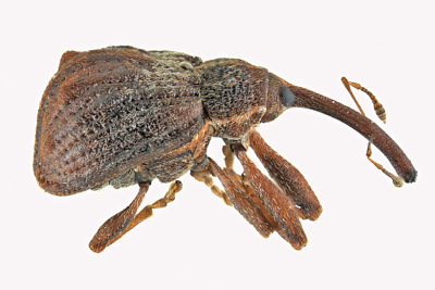 Weevil beetle - Anthonomus quadrigibbus m20 1b