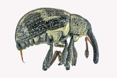 Weevil Beetle - Anthonomus signatus m20 1a 