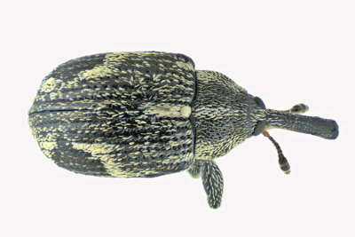 Weevil Beetle - Anthonomus signatus m20 1b 