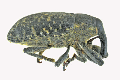 Weevil beetle - Larinus planus m20 1a