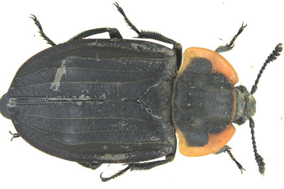 Carrion Beetle - Oiceoptoma noveboracense m20 