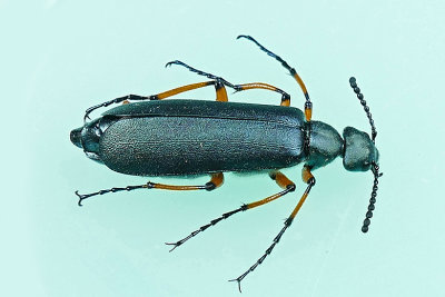 Blister Beetle - Lytta sayi m20 