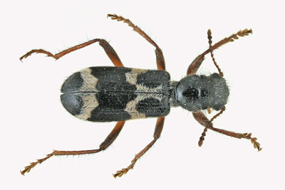 Checkered Beetle - Thanasimus undatulus m20 