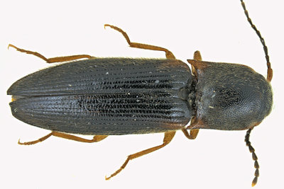 Click Beetle - Dalopius fuscipes m20 
