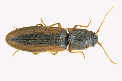 Click Beetle - Dalopius vagus m20 