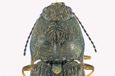 Click beetle - Hypnoidus abbreviatus m20