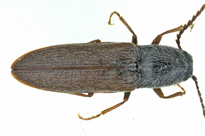 Click beetle - Limonius confusus m20