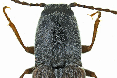 Click beetle - Limonius confusus m20
