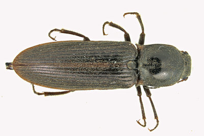 Click Beetle - Sylvanelater cylindriformis m20 