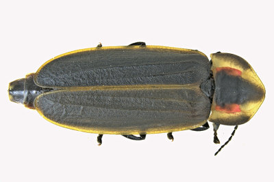 Firefly - Pyractomena borealis m20 1 