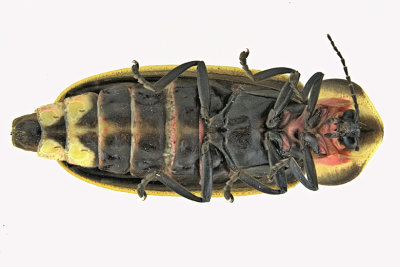 Firefly - Pyractomena borealis m20 2