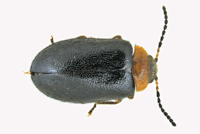Marsh Beetle - Nyholmia collaris m20 