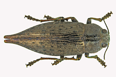 Metallic Wood Boring Beetle - Dicerca divaricata m20