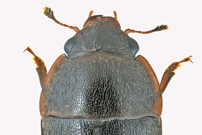 Sap-feeding Beetle - Cryptarcha ampla m20 2