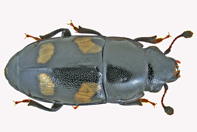 Sap-feeding beetle - Glischrochilus quadrisignatus m20 
