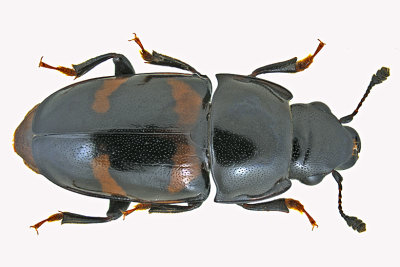 Sap-feeding Beetle - Glischrochilus sanguinolentus m20
