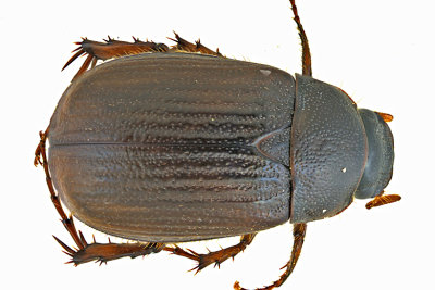 Scarab Beetle - Serica sp7 