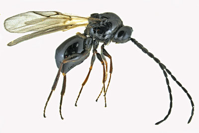 Cynipoidea - Figitinae, Eucoilinae sp m20 