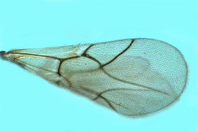 Cynipoidea - Figitinae, Eucoilinae sp m20 