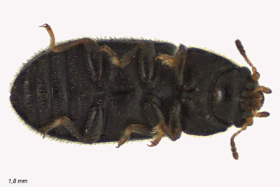 Minute Tree-fungus Beetle - Cis striatulus sp1 2 