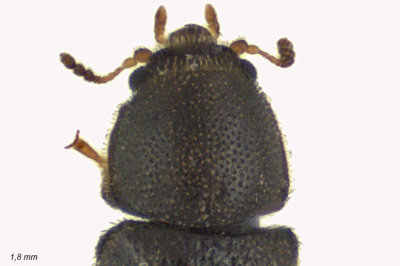 Minute Tree-fungus Beetle - Cis striatulus sp1 3