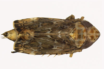 Leafhopper - Errastunus ocellaris 1 m12
