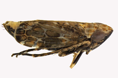 Leafhopper - Errastunus ocellaris 2 m12 