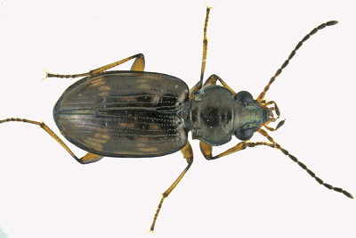 Ground beetle - Bembidion Subgenus Notaphus m19