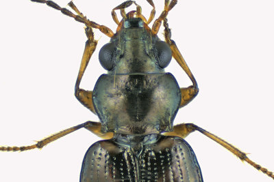 Ground beetle - Bembidion Subgenus Notaphus m19