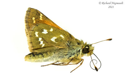 4020 - Common Branded Skipper, subs Laurentian skipper - Hespérie laurentienne m21