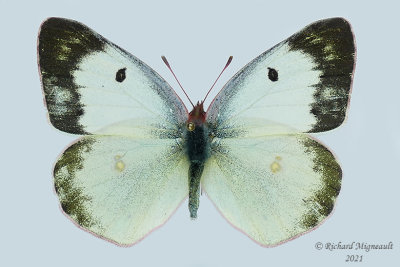 4209 - Clouded Sulphur - Coliade du trèfle, femelle, forme blanche m21