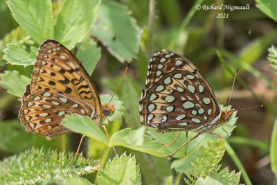 4459 - Atlantis Fritillary - Argynne de l'Atlantique, male, female m21